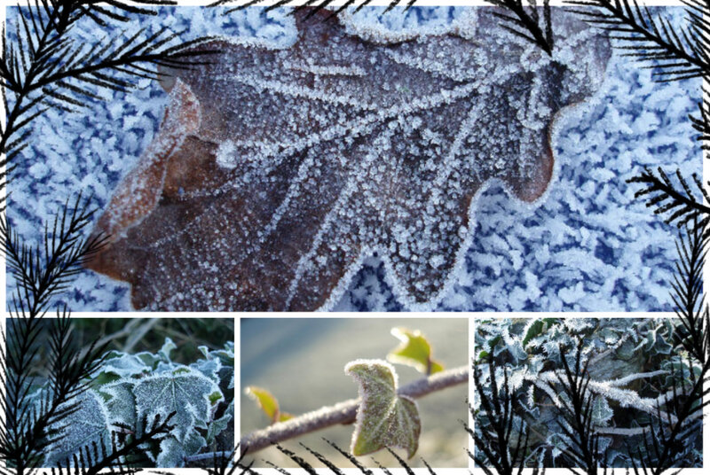 Frost-covered Leaves — White