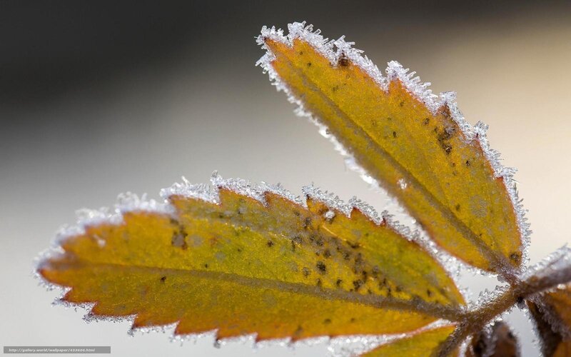 Frost-covered Leaves — Yellow, Calm