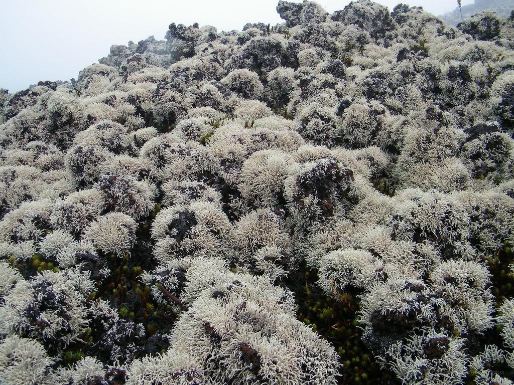 frost-covered lichen on volcanic rock
