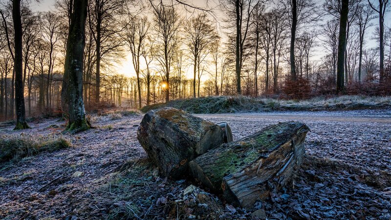 Frost-covered Logs in Forest