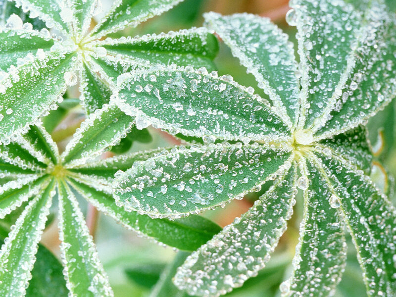 frost-covered lupine leaves