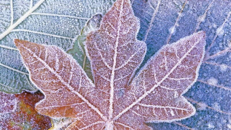 frost-covered maple leaf