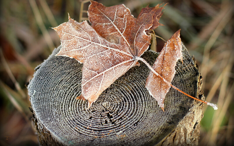 Frost-covered Maple Leaf — Brown, Calm
