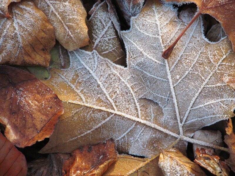 Frost-covered Maple Leaf — Brown