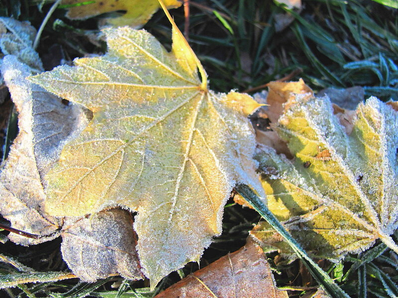 Frost-covered Maple Leaf — Green