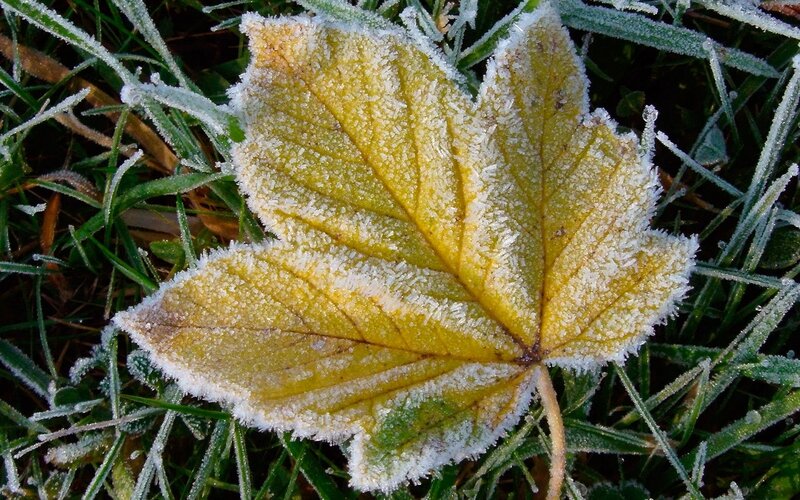 Frost-covered Maple Leaf — Yellow