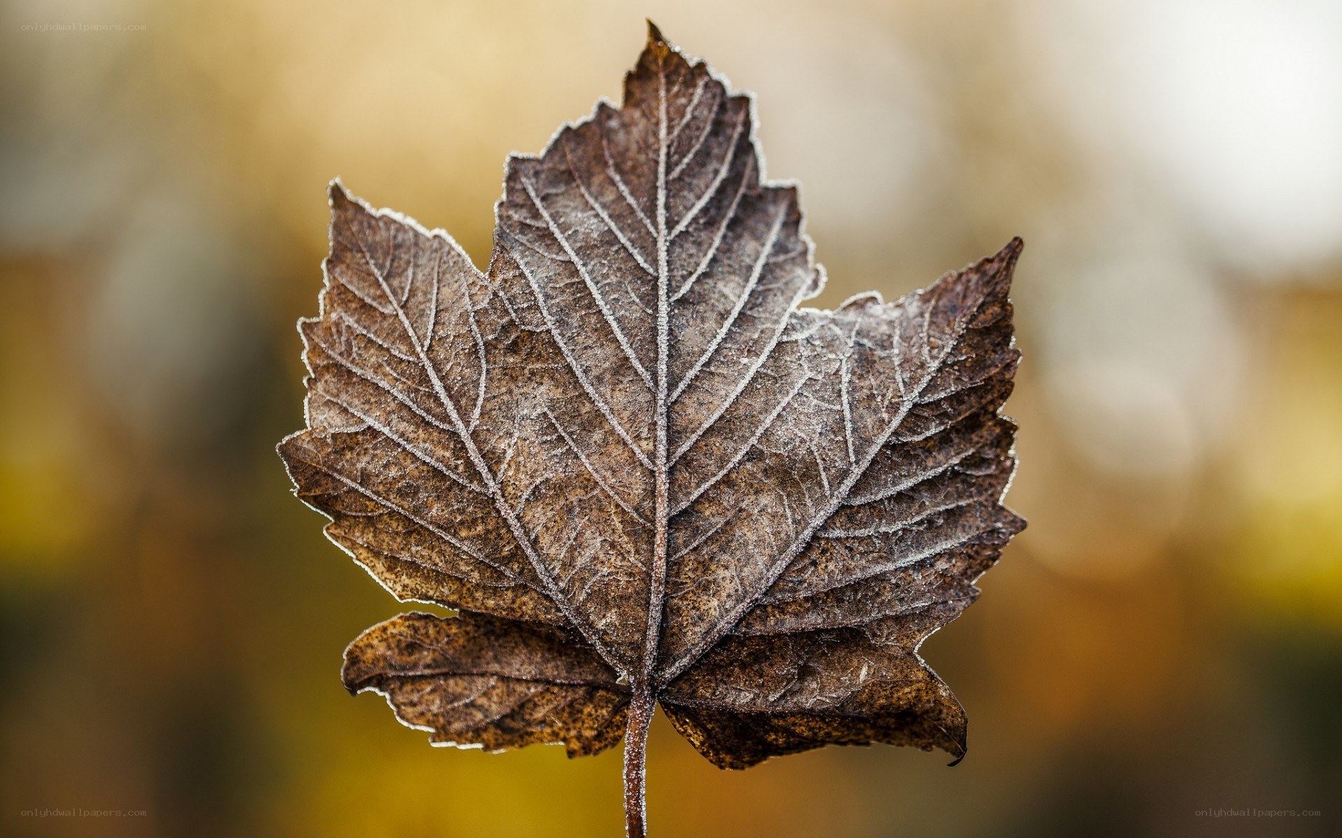 frost-covered maple leaf