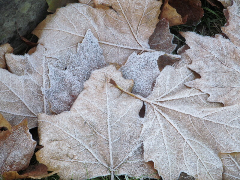 Frost-covered Maple Leaves — Brown