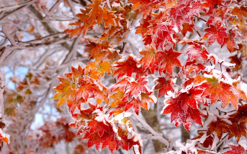 Frost-covered Maple Leaves — Red