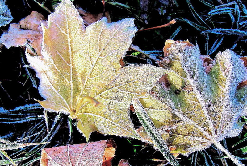 Frost-covered Maple Leaves