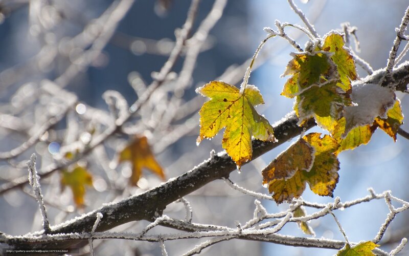 Frost-covered Maple Leaves — Yellow