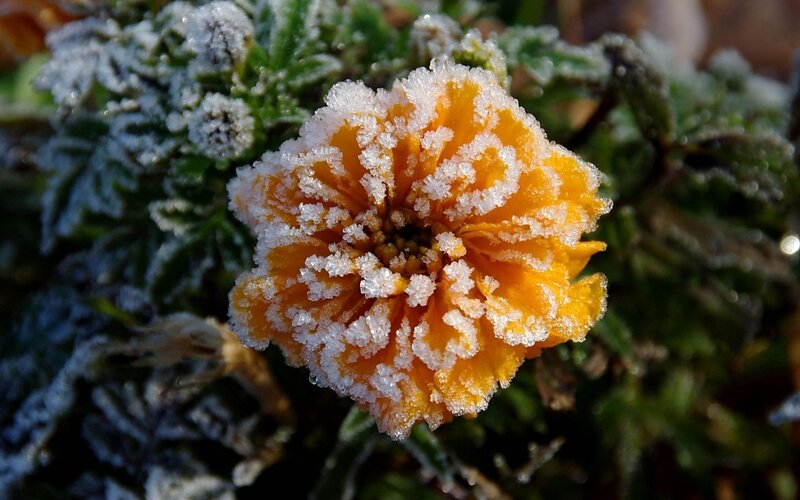 Frost-covered Marigold Flower — Orange, Cold