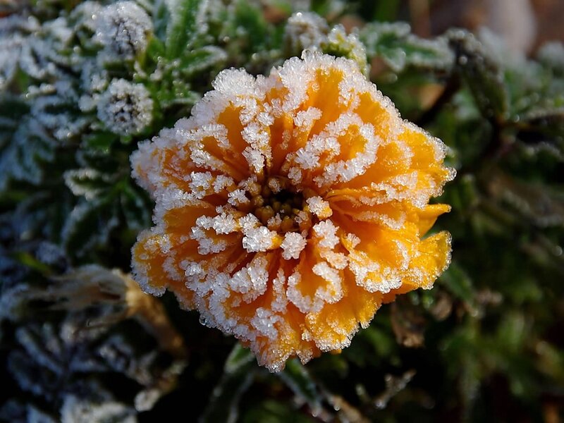 Frost-covered Marigold Flower — Orange