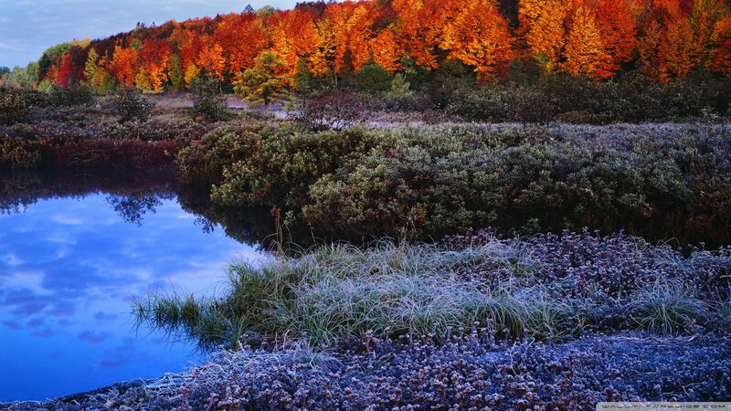 Frost-covered Marsh at Dawn