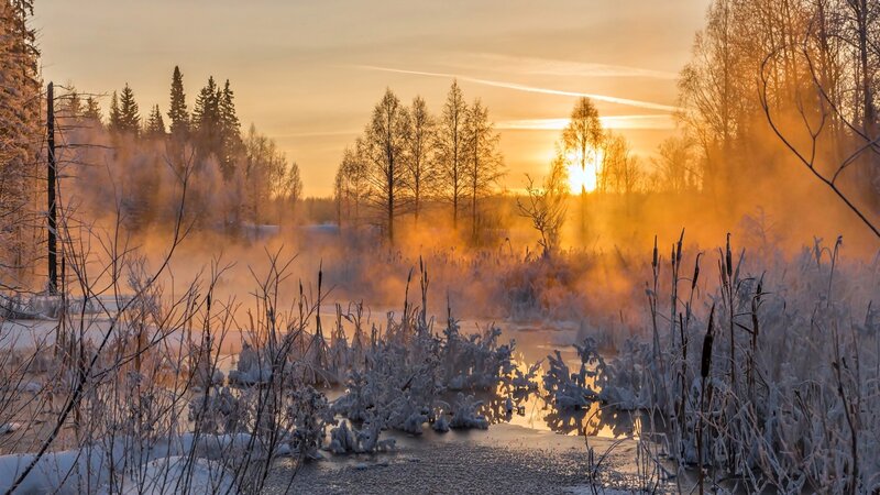 Frost-covered Marsh at Sunrise — Orange, Serene