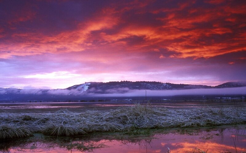 Frost-covered Marsh at Sunrise — Purple, Dramatic, Photograph