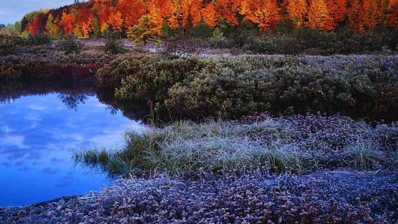 Frost-covered Marsh — Blue