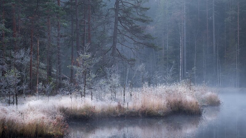 Frost-covered Marsh — Gray