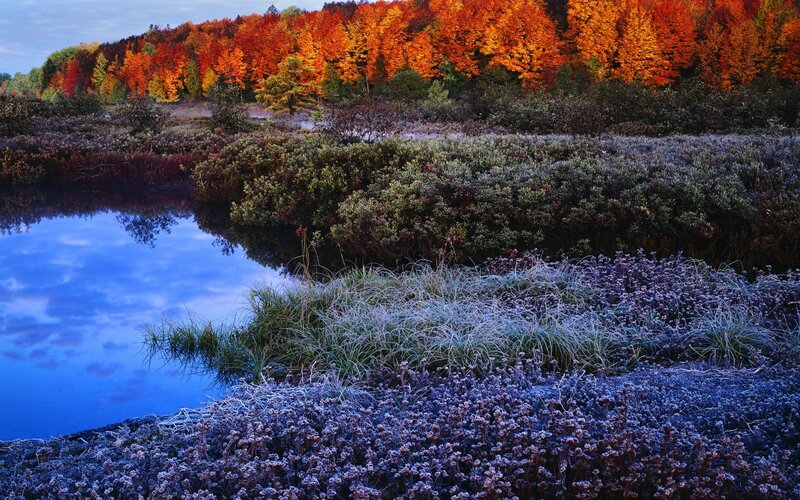 Frost-covered Marsh