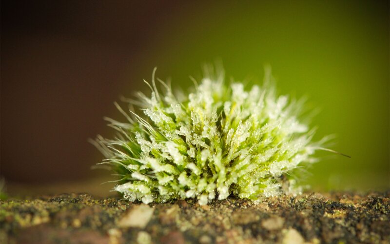 Frost-covered Moss Clump