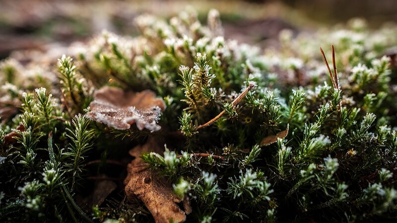 frost-covered moss in forest