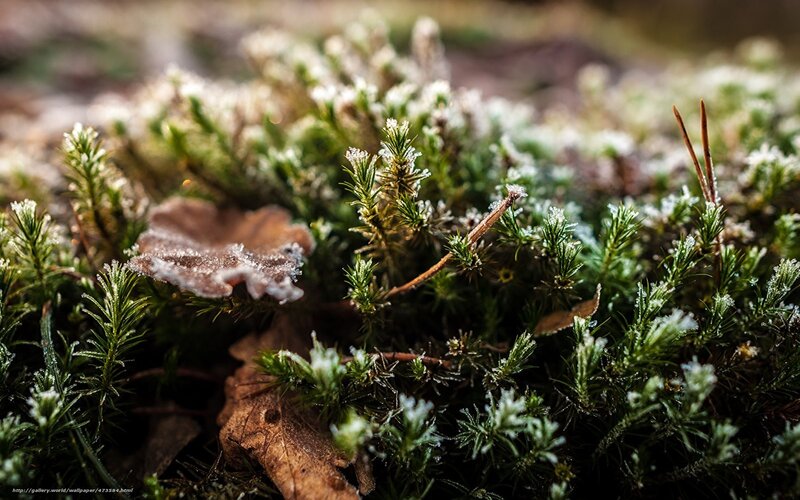 Frost-covered moss in forest