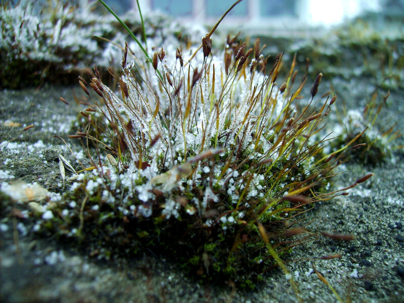 frost-covered moss in winter