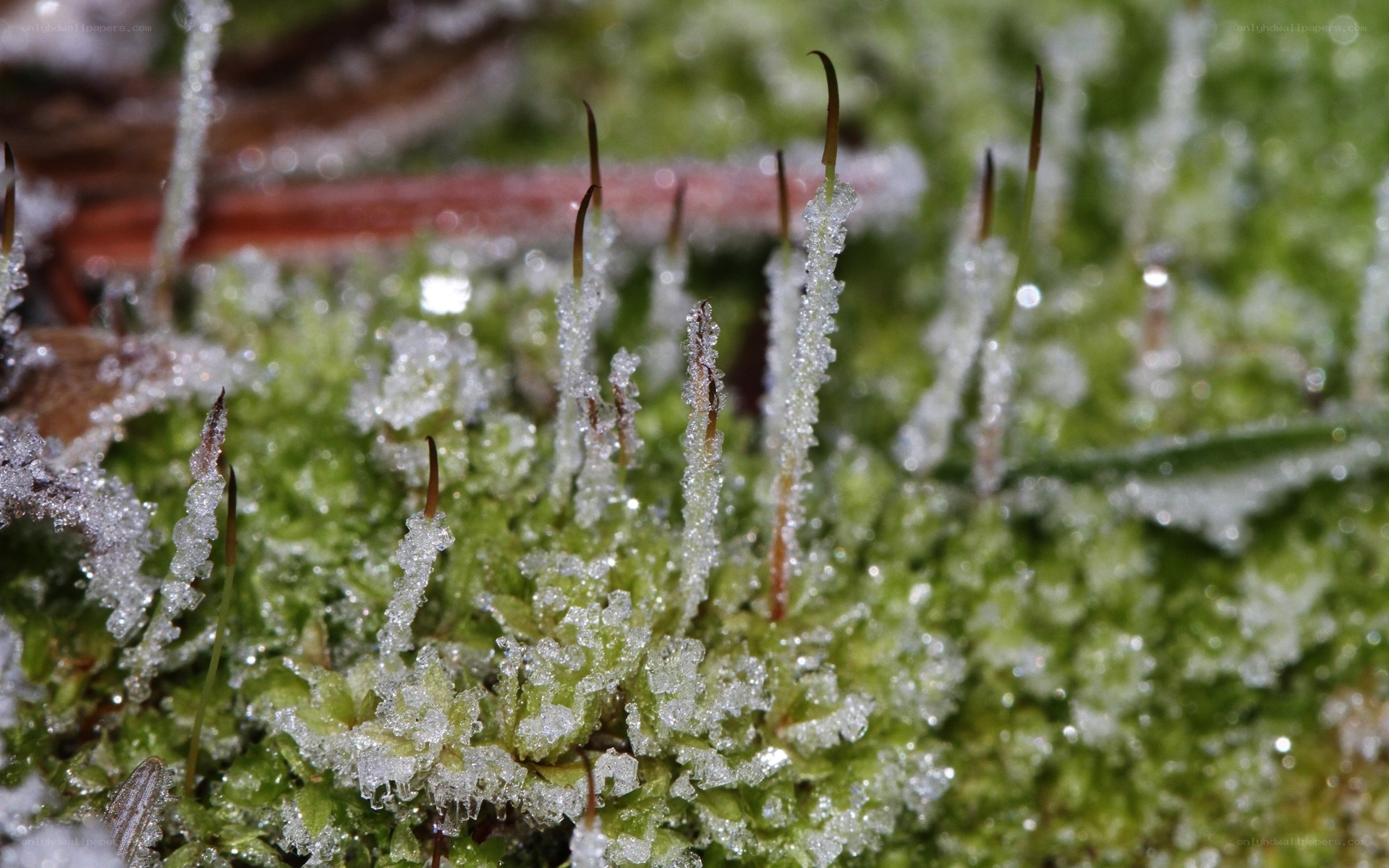 frost-covered moss in winter