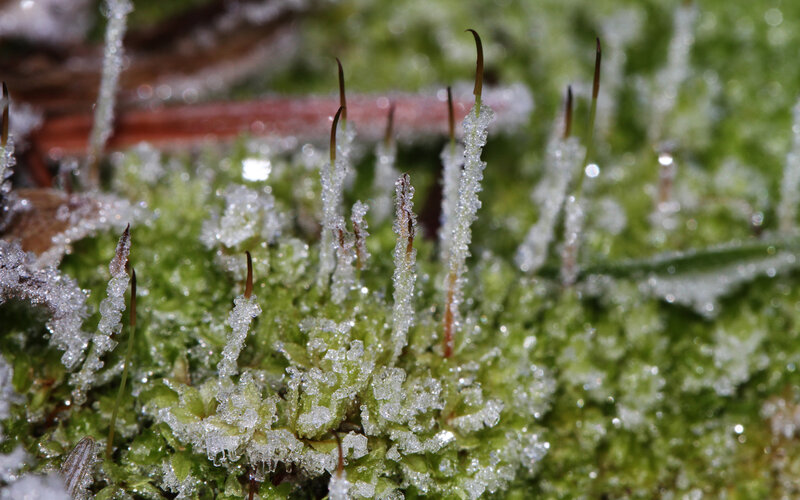 Frost-covered Moss