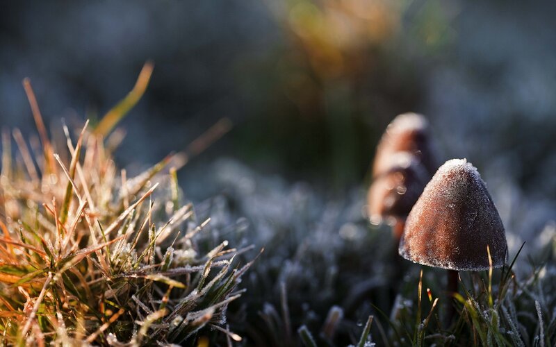 Frost-covered Mushrooms — Brown, Serene, Morning, Photograph