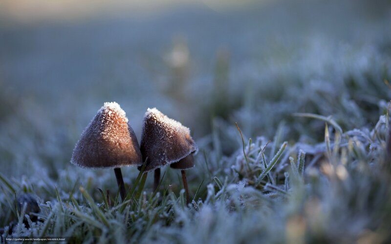 Frost-covered Mushrooms — Green