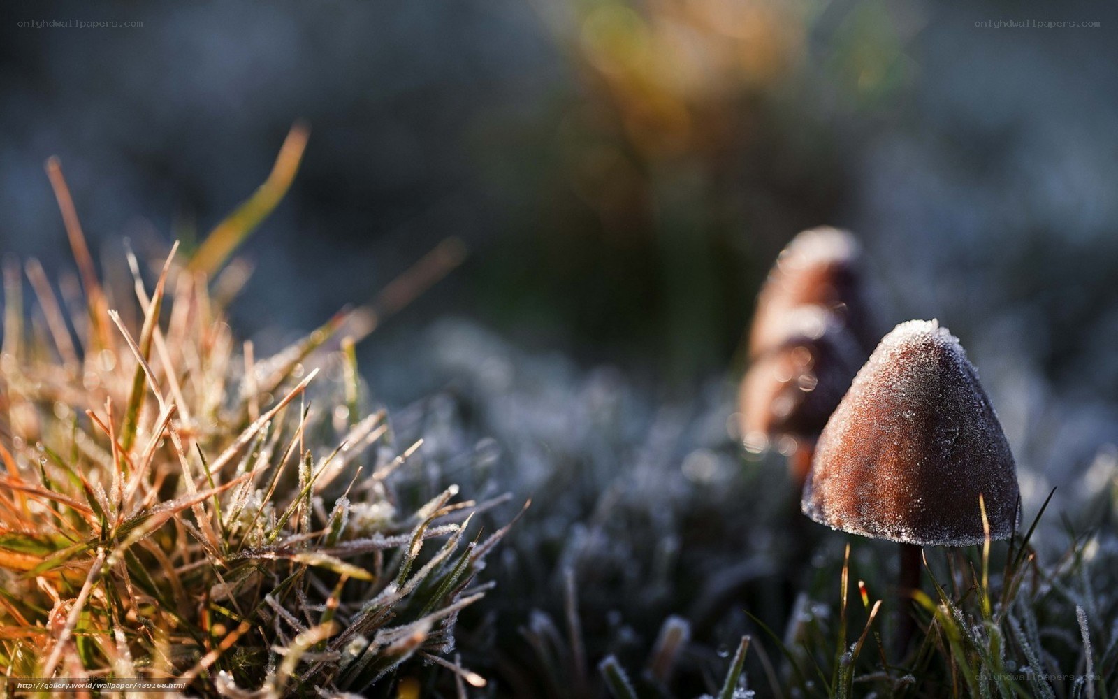 Frost-covered mushrooms in grass