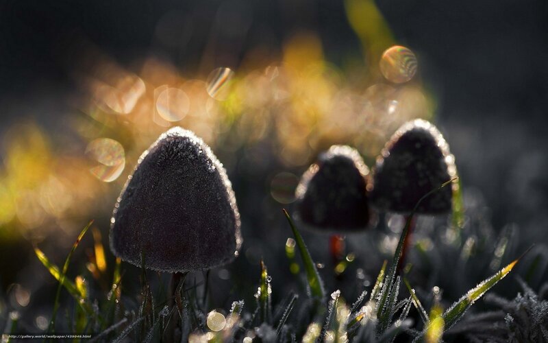 Frost-covered mushrooms in morning light