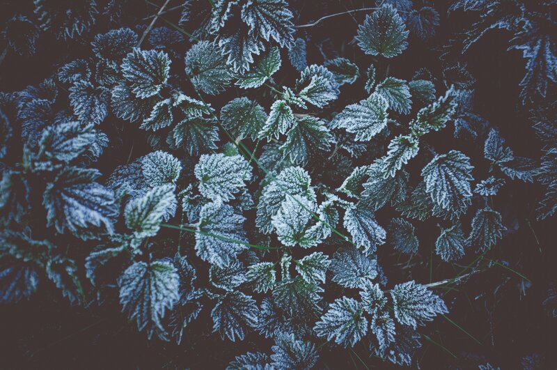 Frost-covered Nettle Leaves — Green