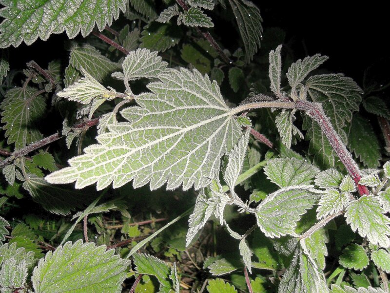 Frost-covered Nettle Leaves