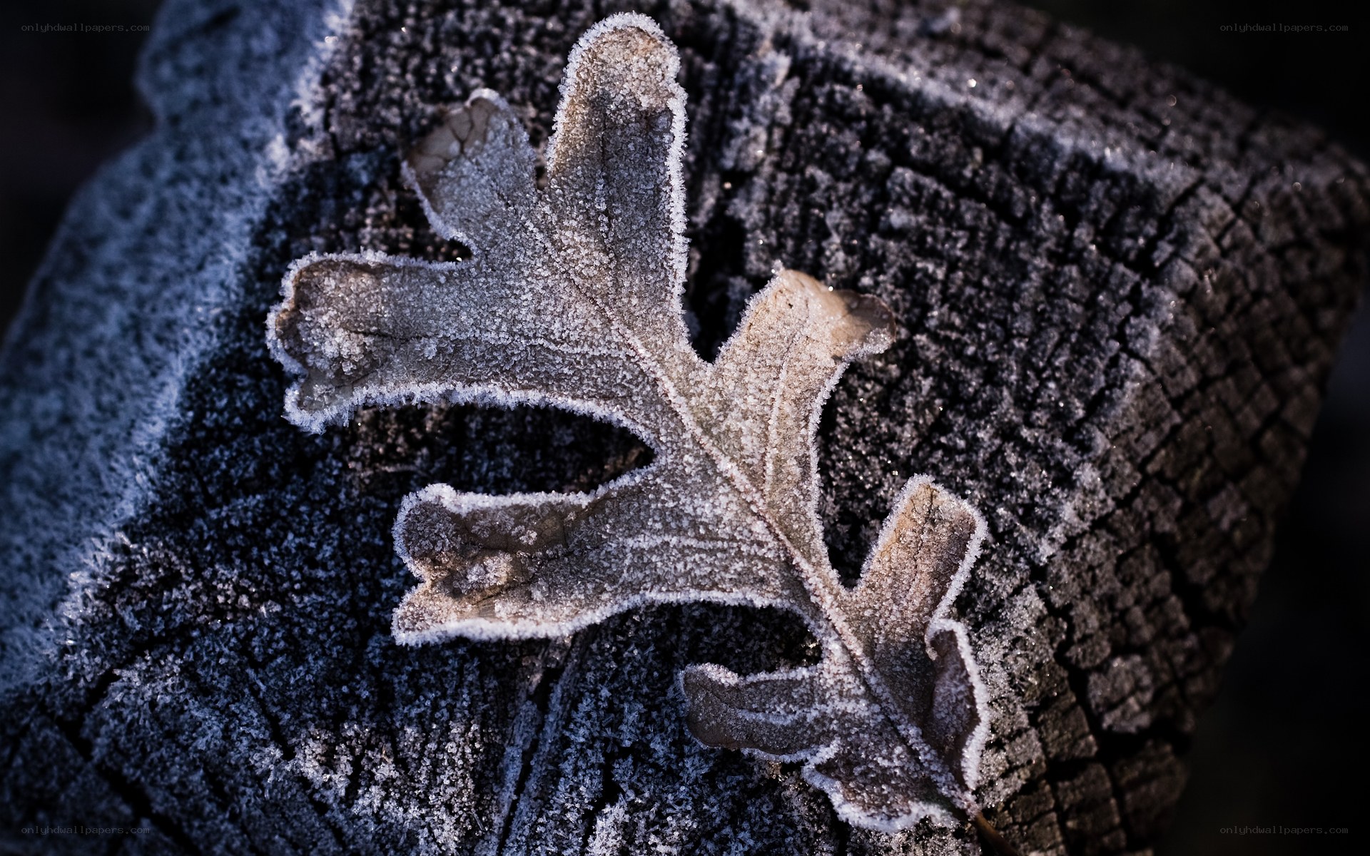 frost-covered oak leaf