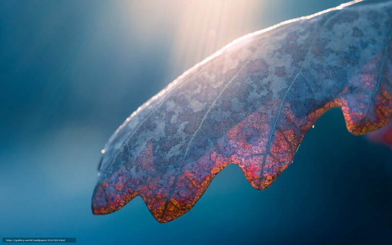Frost-covered Oak Leaf — Blue, Dramatic