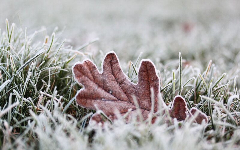 Frost-covered Oak Leaf — Brown, Cold