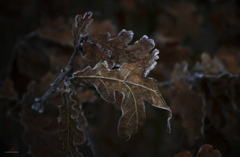 Frost-covered Oak Leaf — Brown, Dramatic