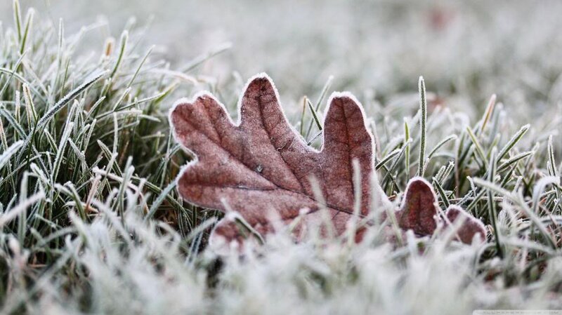 Frost-covered Oak Leaf — Brown
