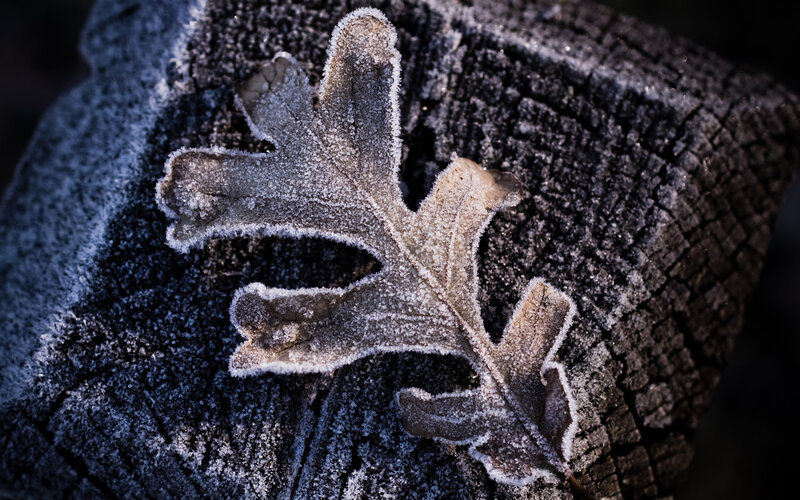Frost-covered Oak Leaf — Gray