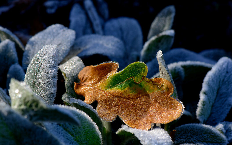 Frost-covered Oak Leaf — Green
