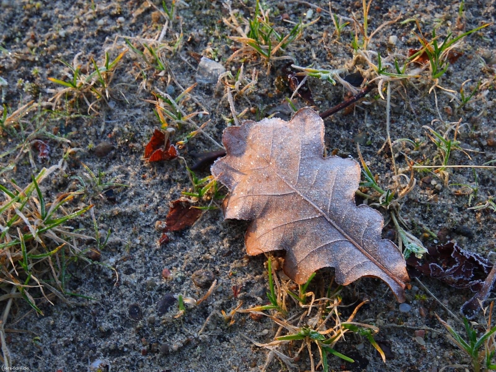frost-covered oak leaf on ground