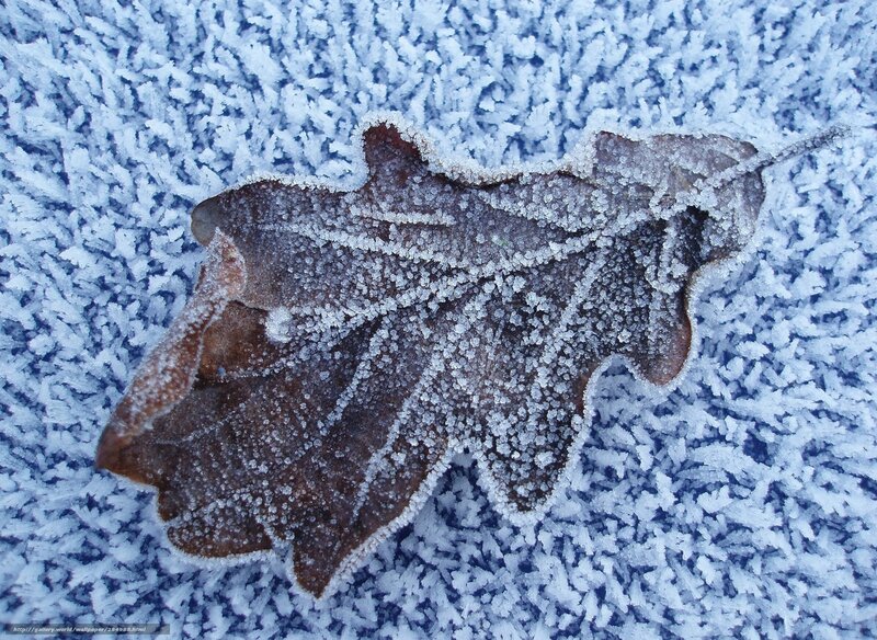 Frost-covered oak leaf