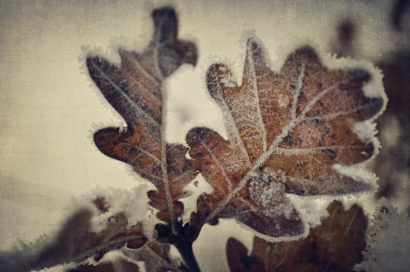 frost-covered oak leaves
