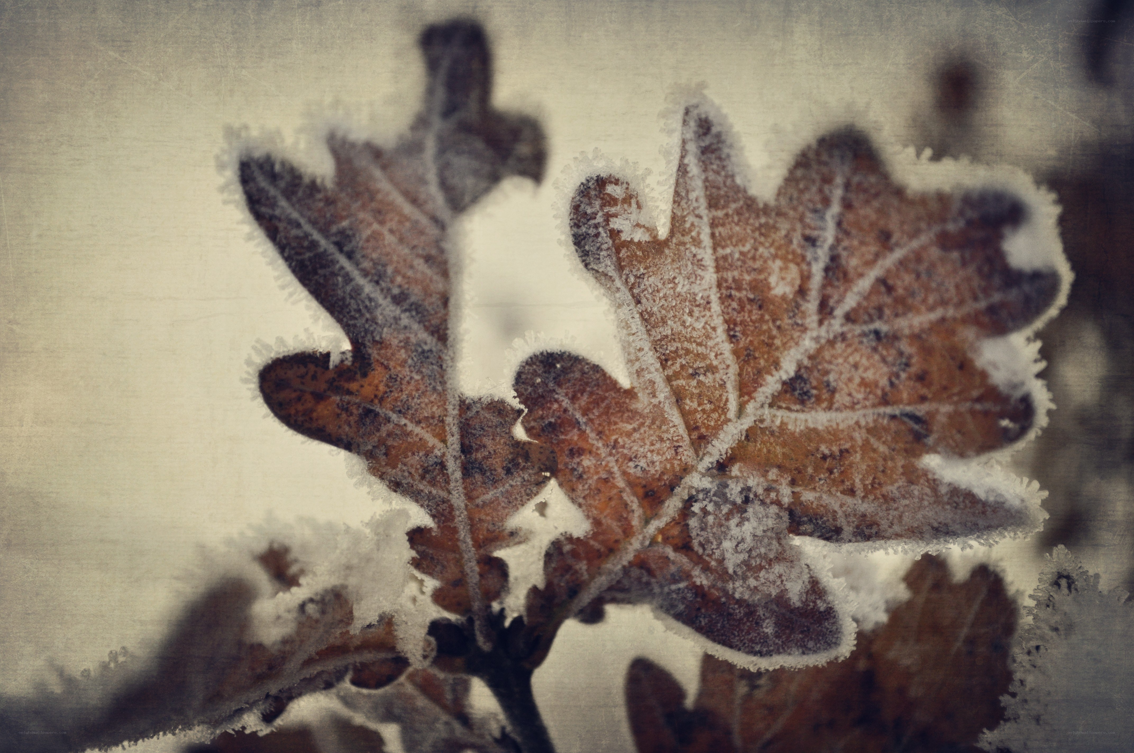 frost-covered oak leaves