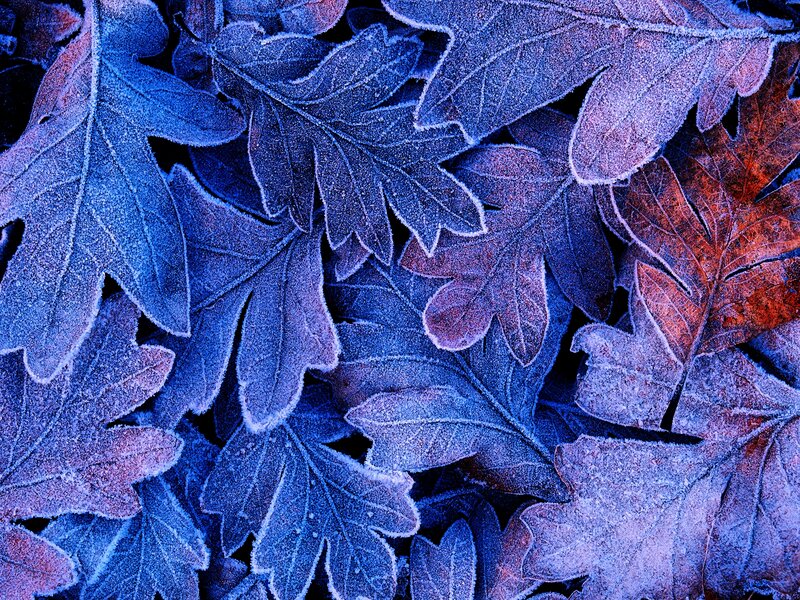 Frost-covered Oak Leaves — Blue