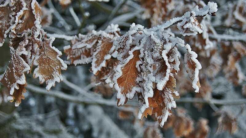 Frost-covered Oak Leaves — Brown, Cold