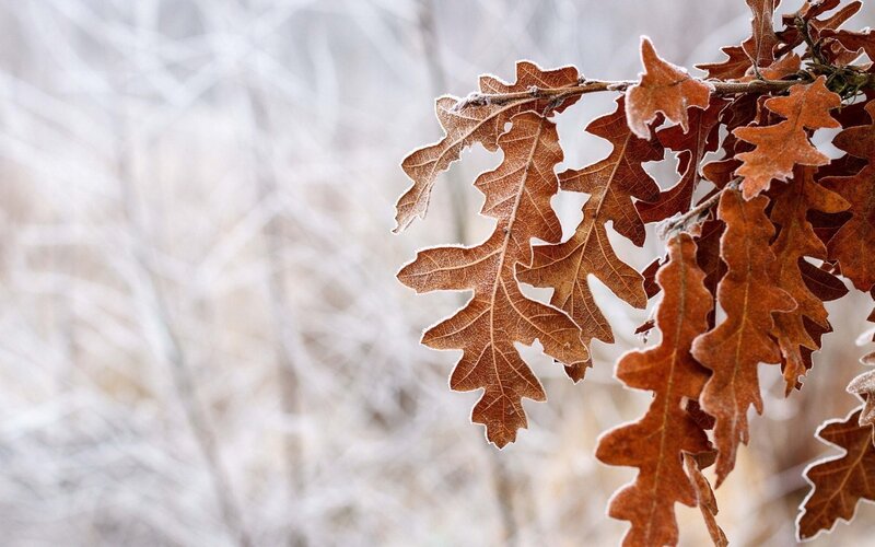Frost-covered Oak Leaves — Brown, Cold, Winter