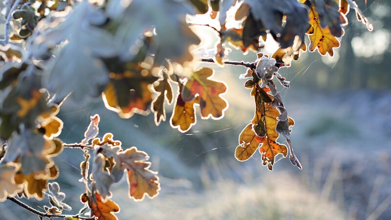 Frost-covered Oak Leaves — Brown, Serene
